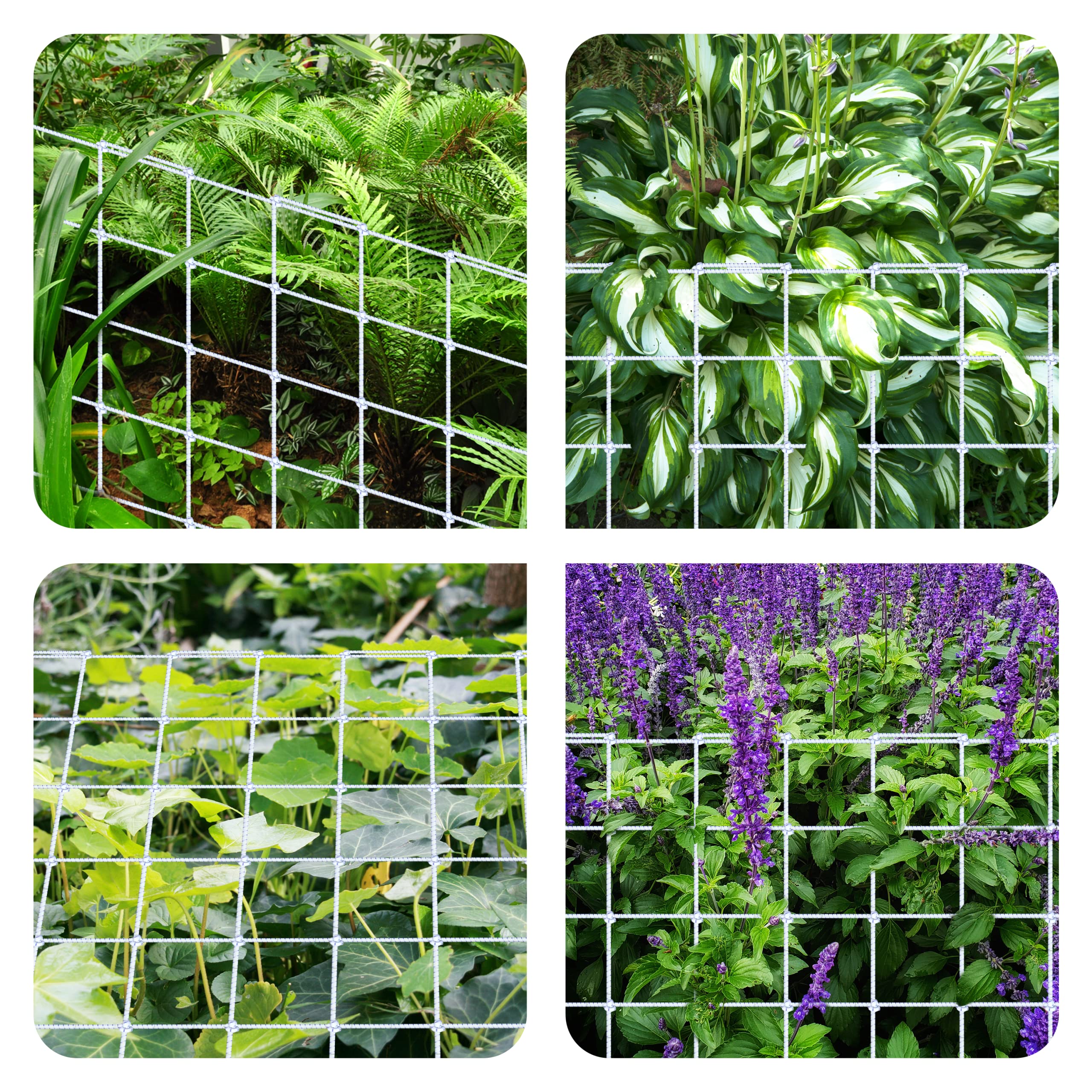 iPower 3' x 3' Grow Tent Trellis Netting for 47"x47" Tent, Heavy-Duty Elastic Plant Net with Hooks, Flexible Hydroponics Support for Climbing Plants, Vegetables, Fruits, Vines, 2Pack, White, 2-pack - Image 6