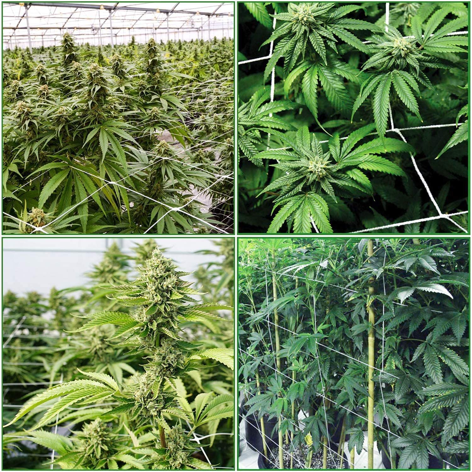 iPower 4-Pack 3x3FT Elastic Trellis Netting with 6 Hooks for Greenhouse Indoor and Outdoor Climbing Plants, Flowers, 3' x 3', White - Image 6