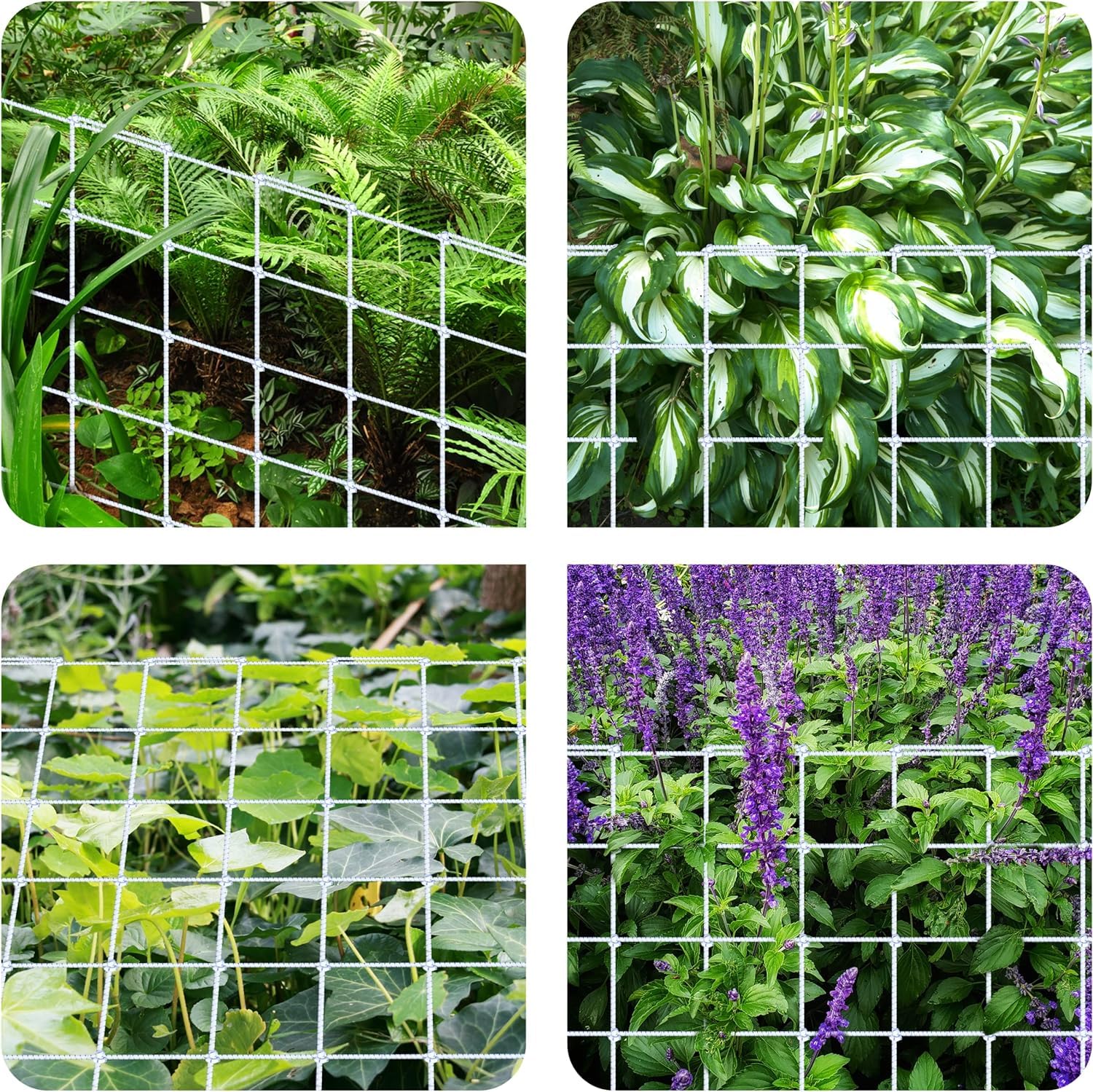 iPower 4x4FT Flexible Elastic Trellis Netting with Hooks Tent Grow Room, Flowers, Vegetables, Climbing Plants Support, 4' x 4', White - Image 7