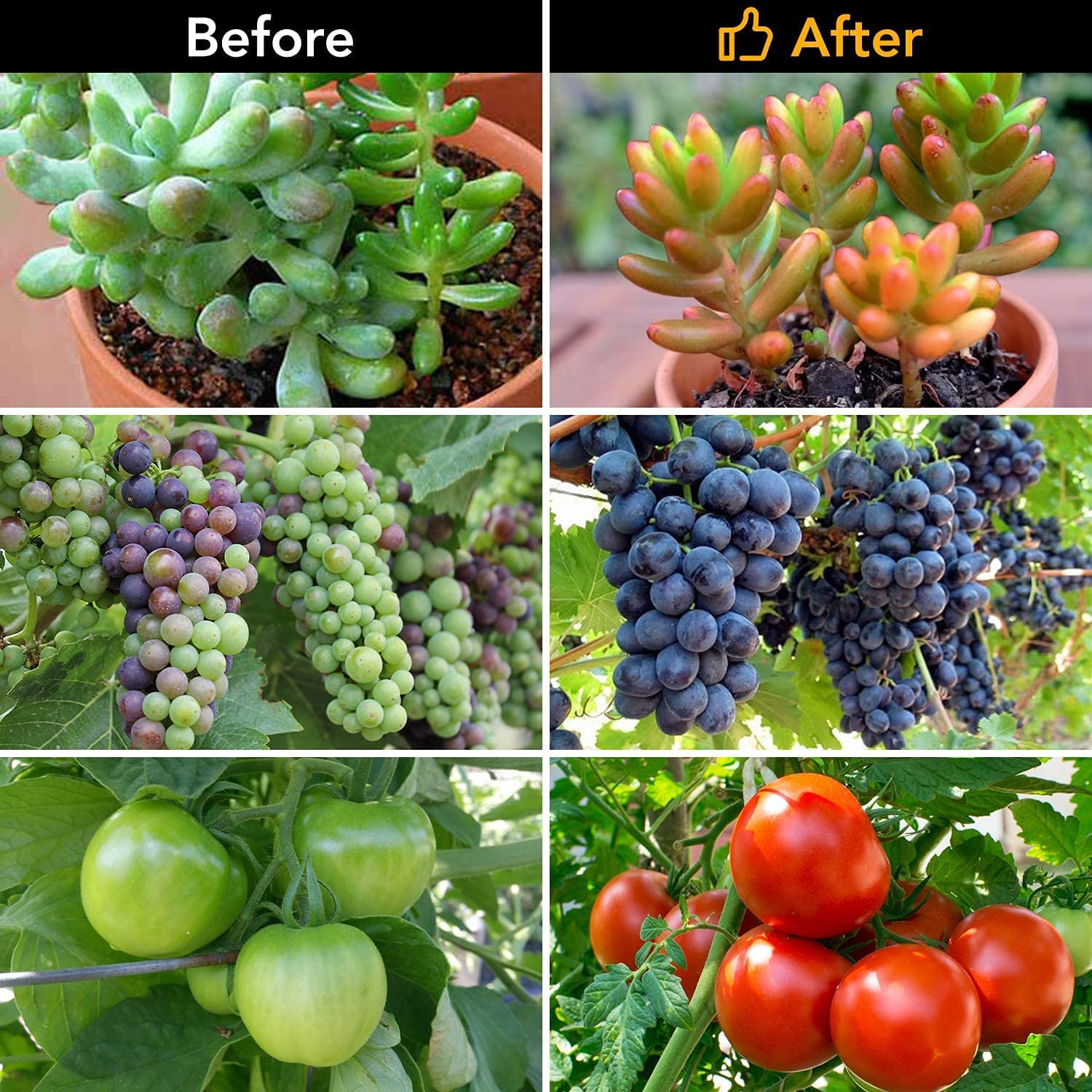 iPower Grow Full Spectrum and 60 Blue Red LEDs for Indoor Plants 11-Level Dimmable, 3 Lighting Modes, Auto On Off with 3/9/12H Timer, Red&Blue - Image 7